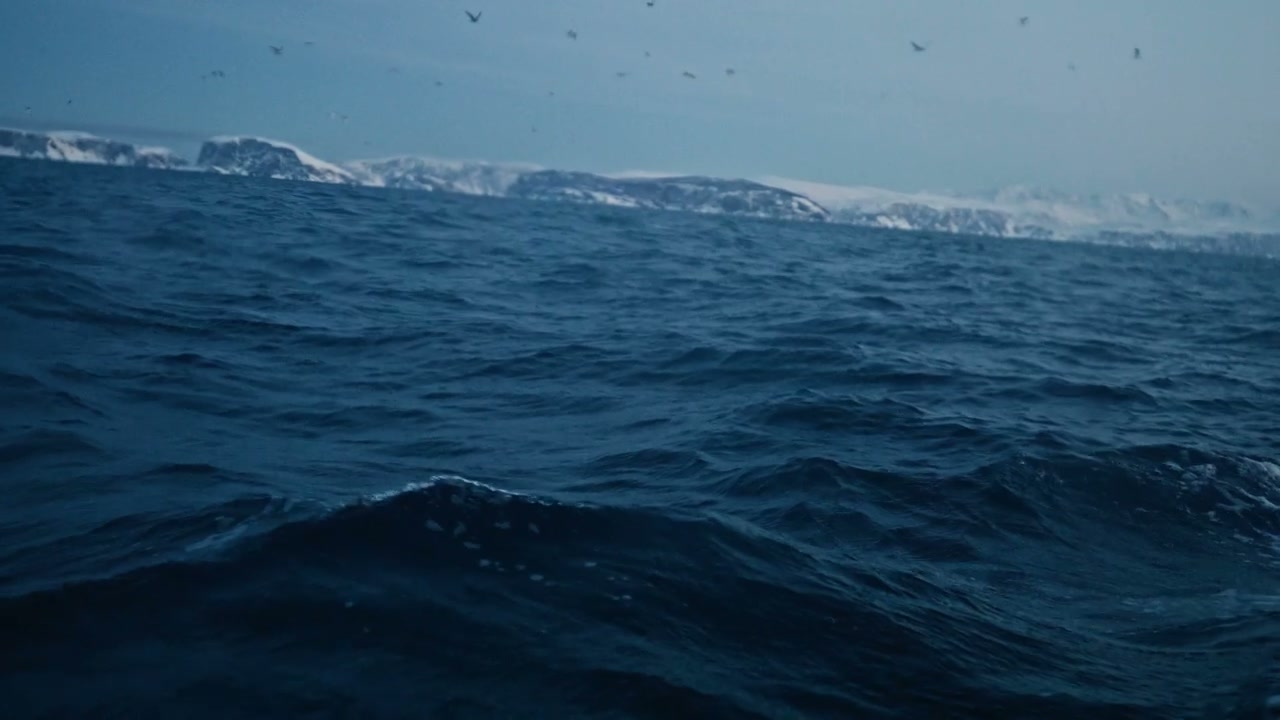 Orca Swimming in Cold Arctic Ocean