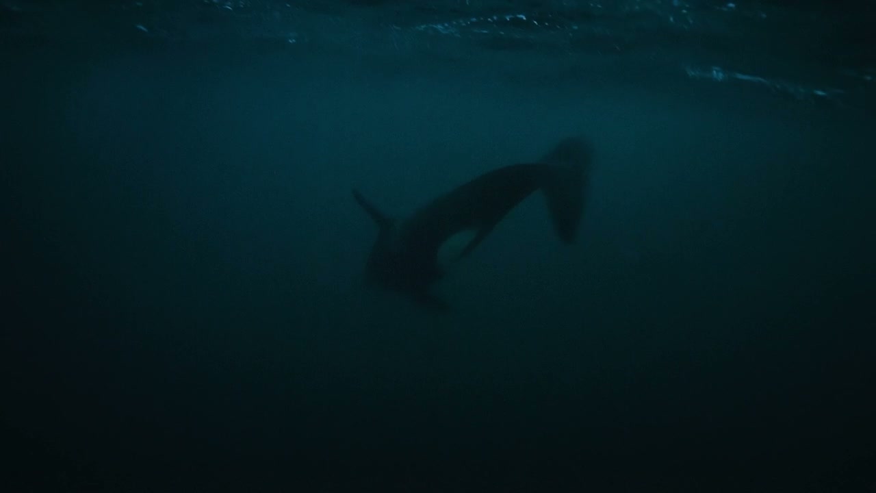 Orca Swimming in Dark Arctic Ocean