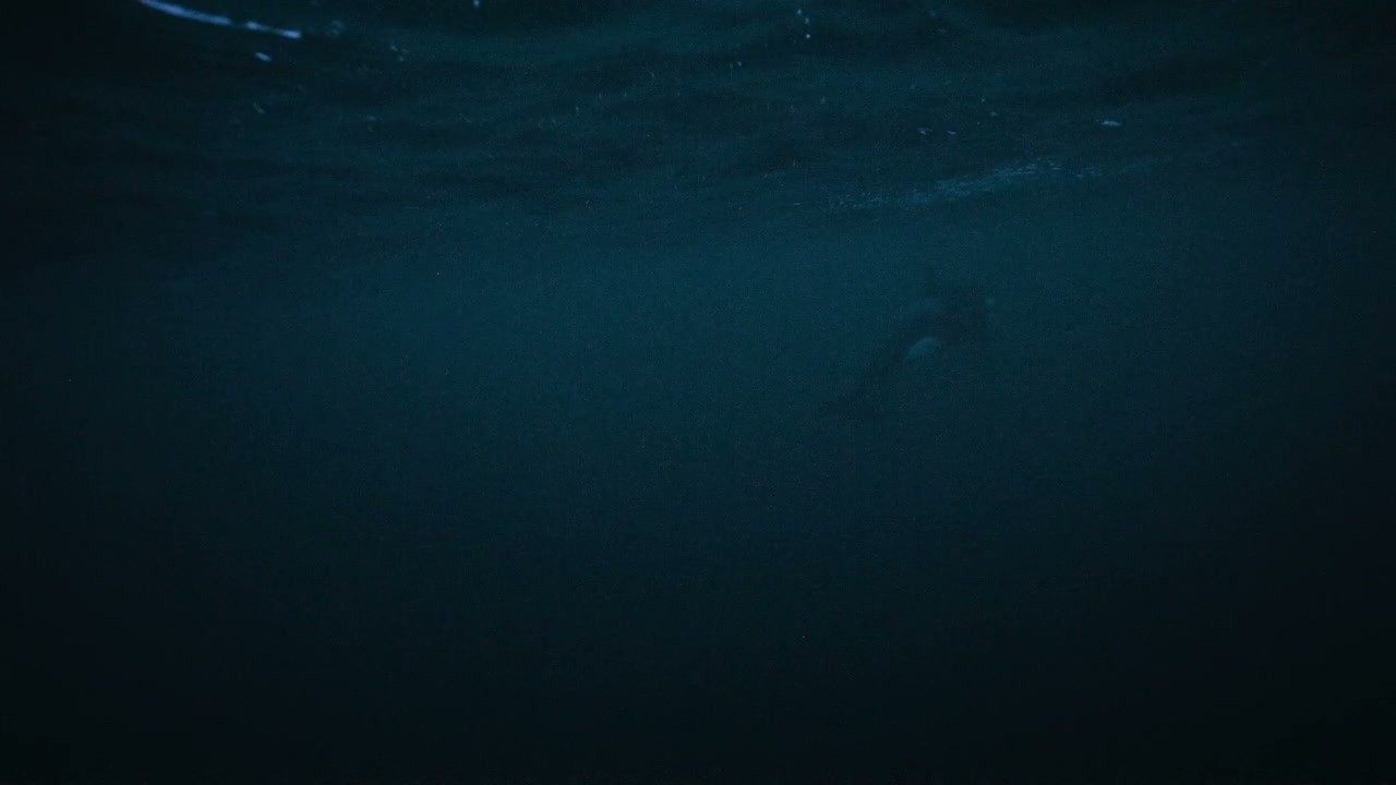 Marine Animal Swimming Underwater in Dark Water