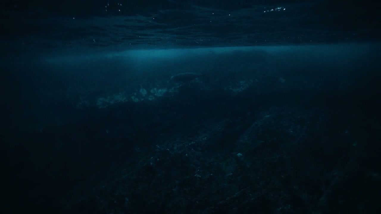 Arctic Seal Swimming in Dark Underwater Ocean