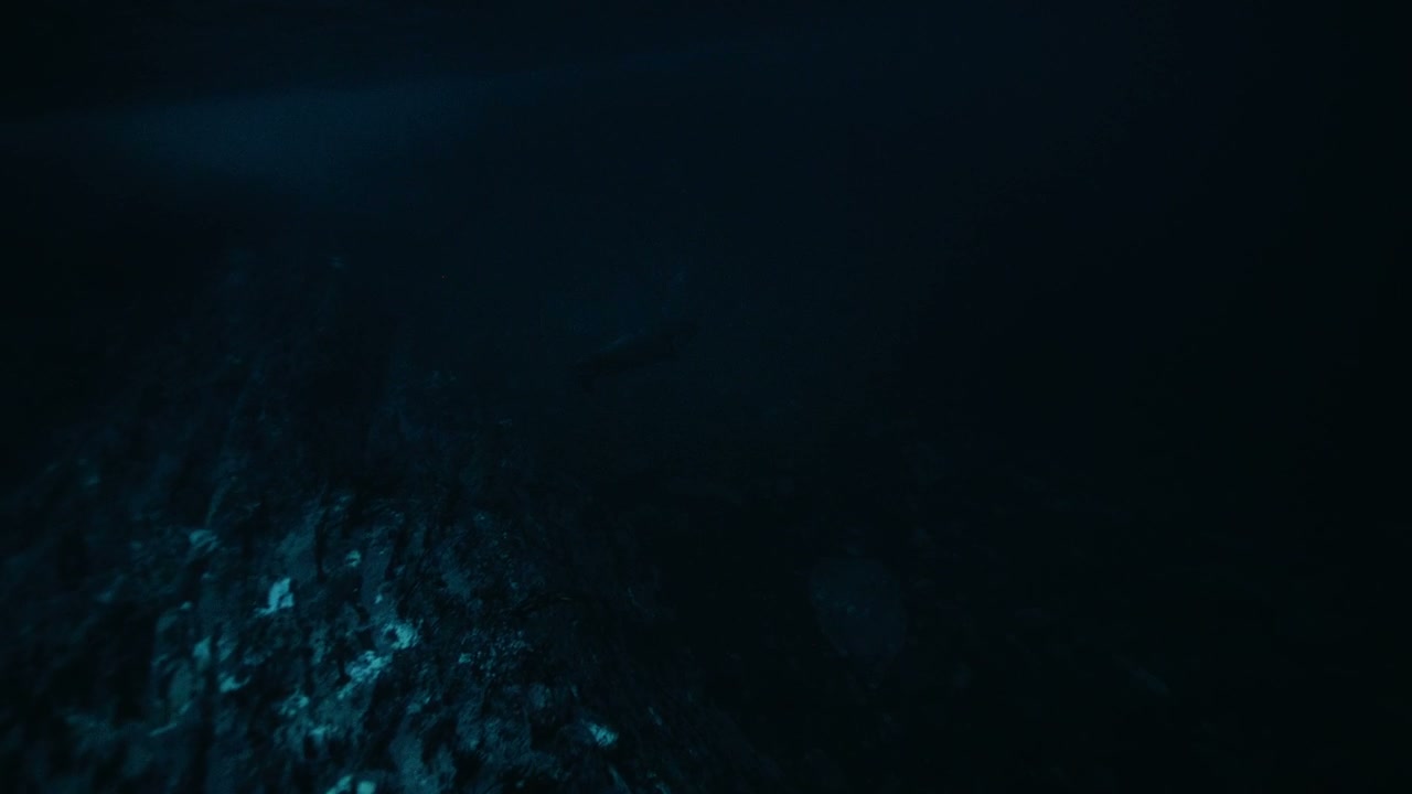 Mysterious Marine Animal in Deep Arctic Water
