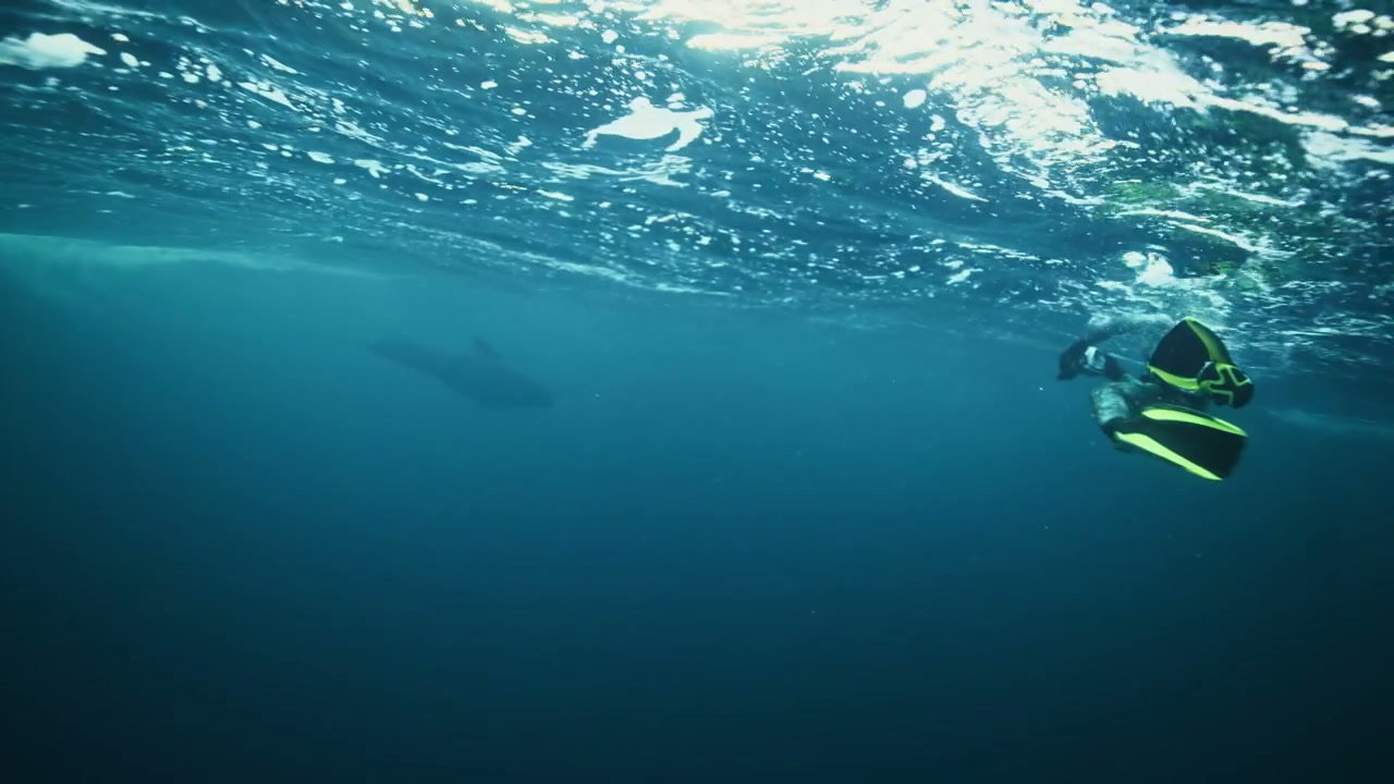 Freediver and Whale Underwater in Arctic
