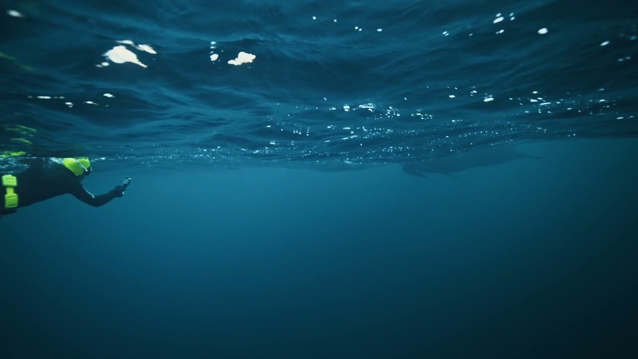 Snorkeler Observing Pilot Whale in Arctic Waters