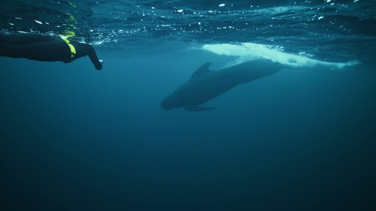 Person Snorkeling with Pilot Whale