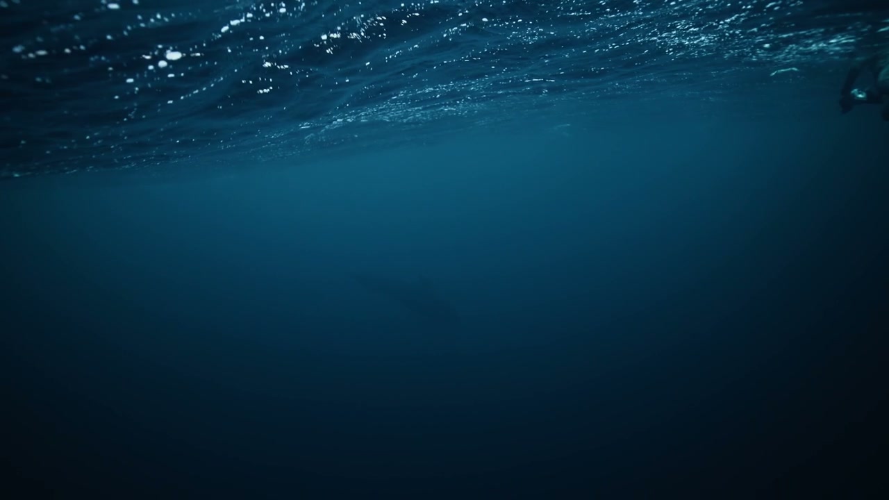 Snorkeler Observes Whale in Arctic Ocean