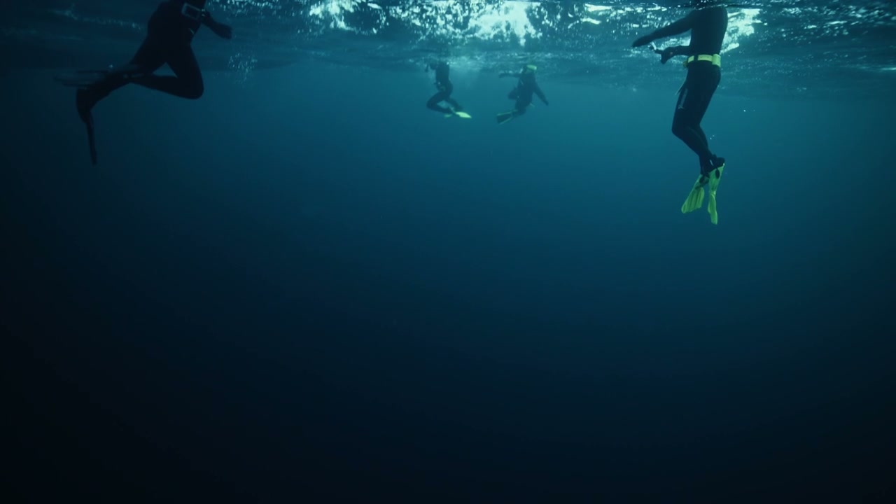 Arctic Swimmers in Cold Ocean Water