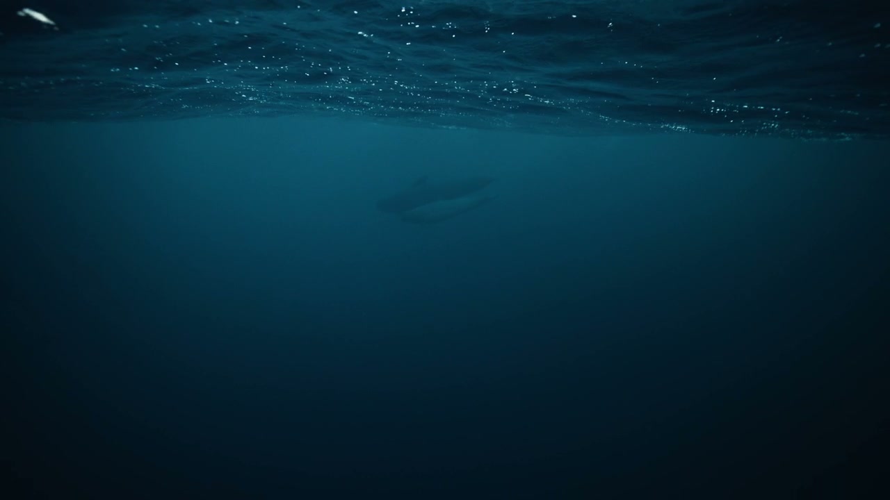 Dolphins Swimming Underwater in Arctic Sea