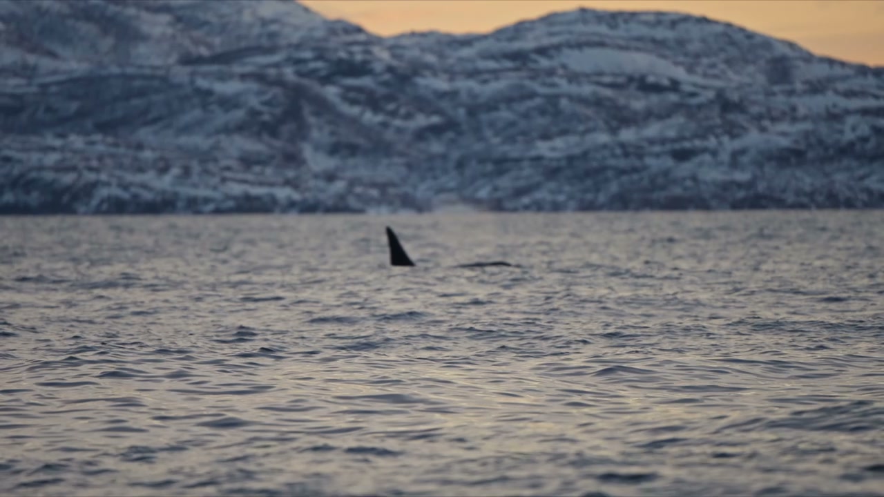 Orca Dorsal Fin in Arctic Ocean