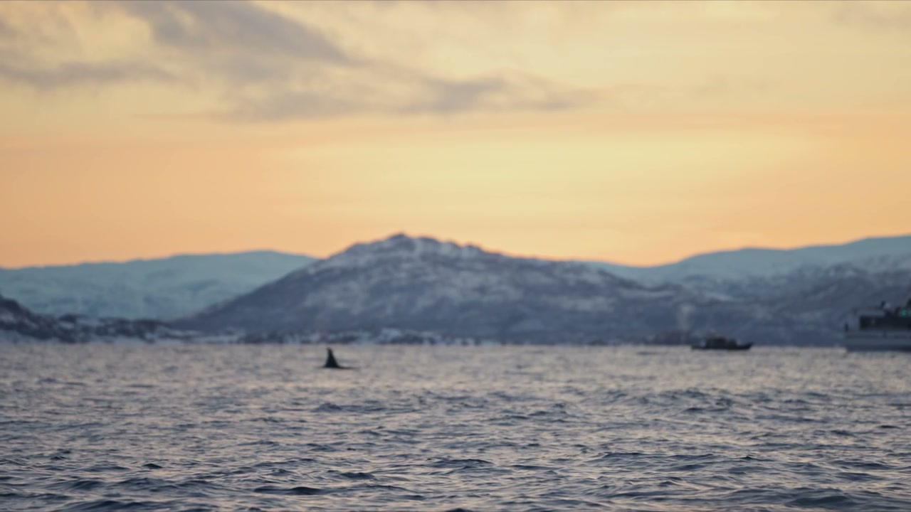 Orca Dorsal Fin, Norway Fjord Sunset