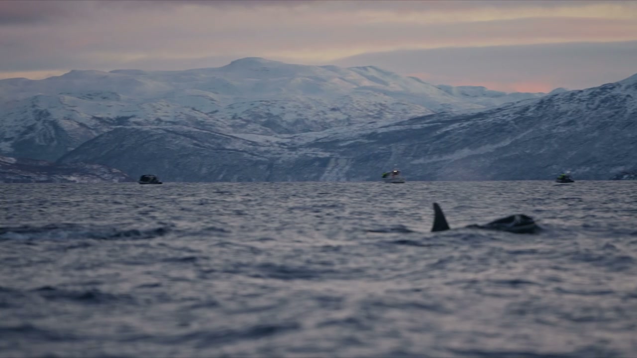 Orca Surfacing in Arctic Fjord