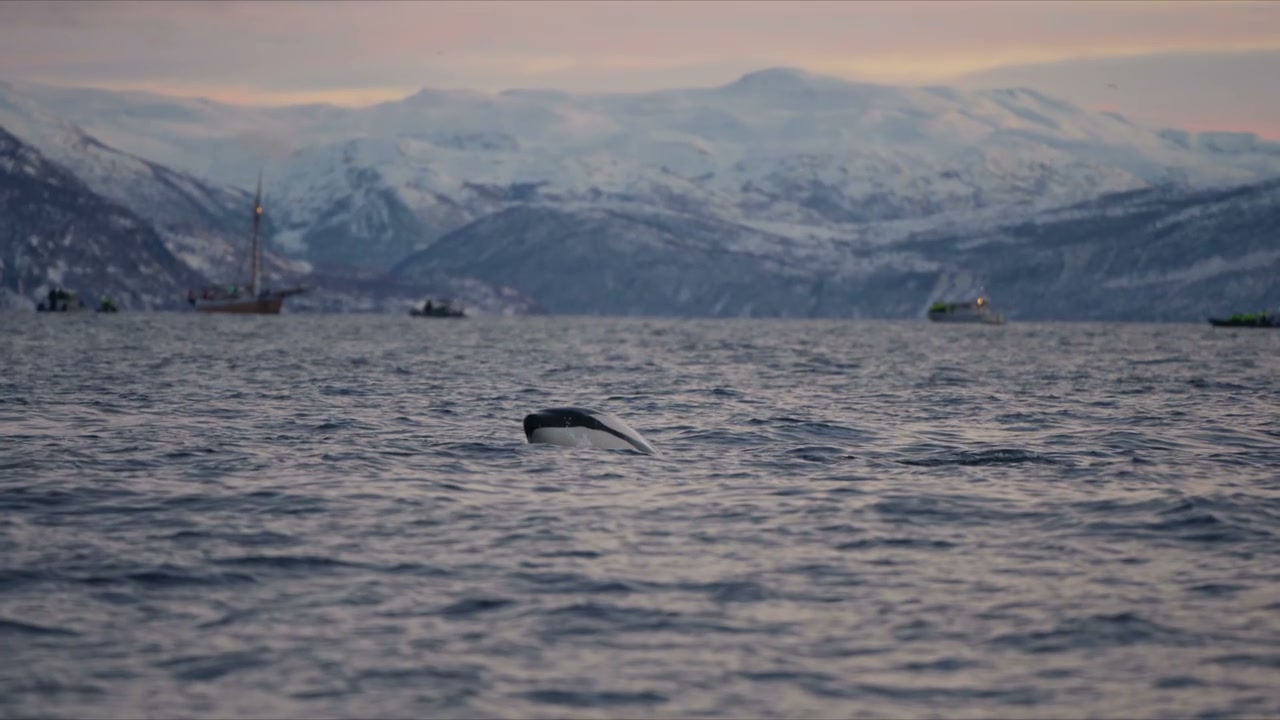 Orca Whale Diving in Arctic Fjord