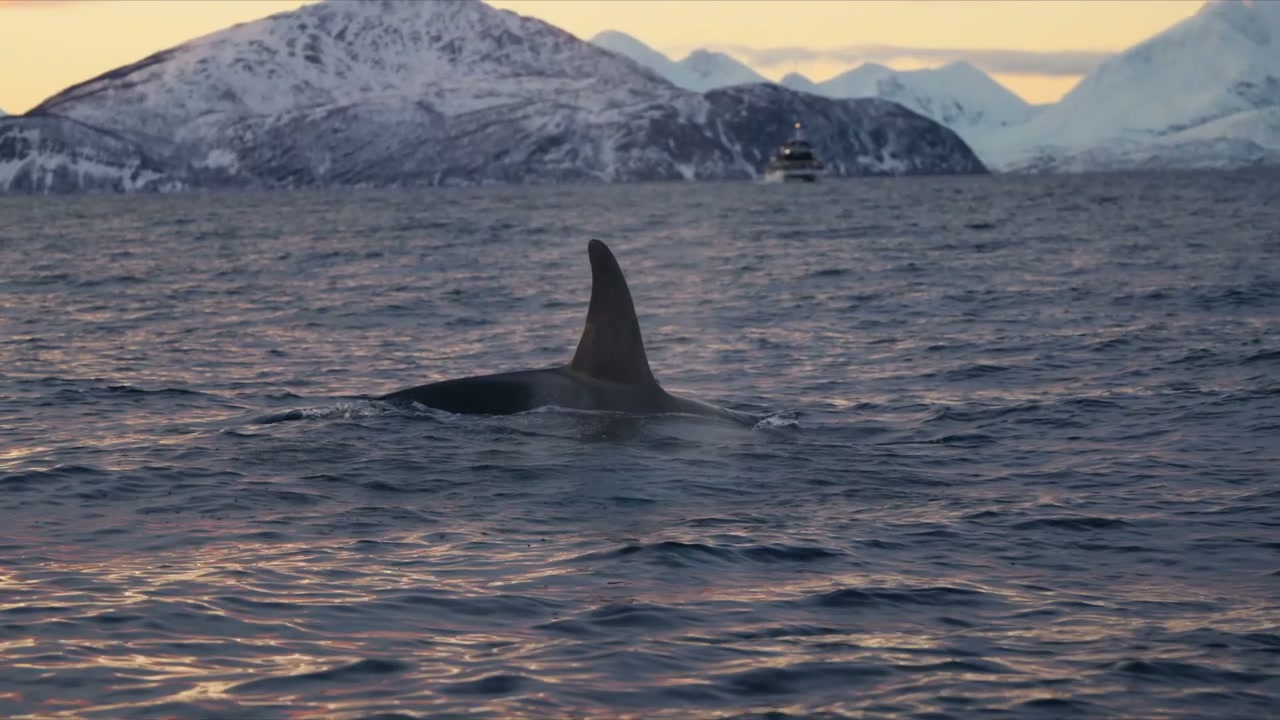 Killer Whale Surfacing in Norwegian Fjord