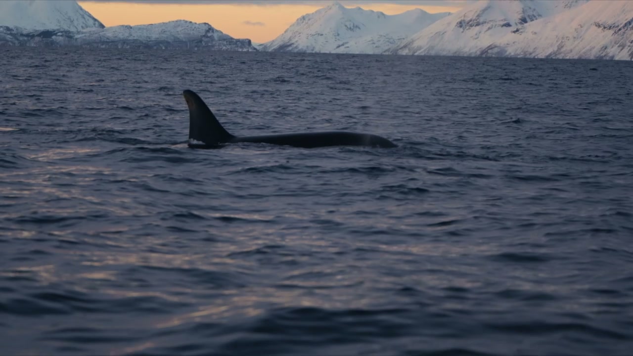 Killer Whale Swimming in Arctic Ocean with Mountains