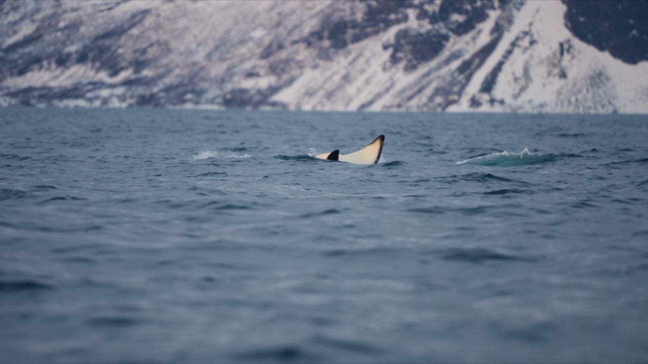 Orca Whale Diving in Arctic Fjord