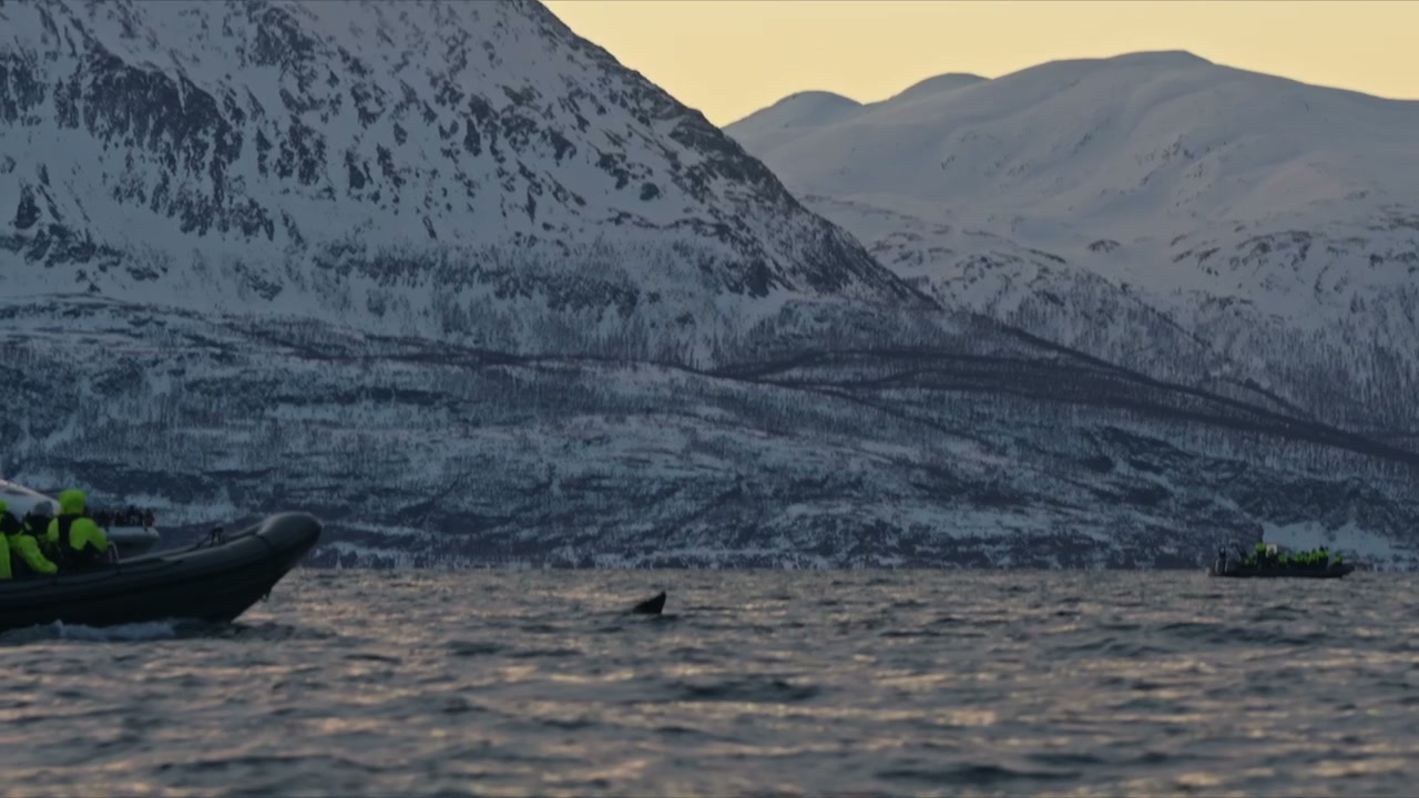 Orca Whale Surfaces Near Tourist Boats in Fjord