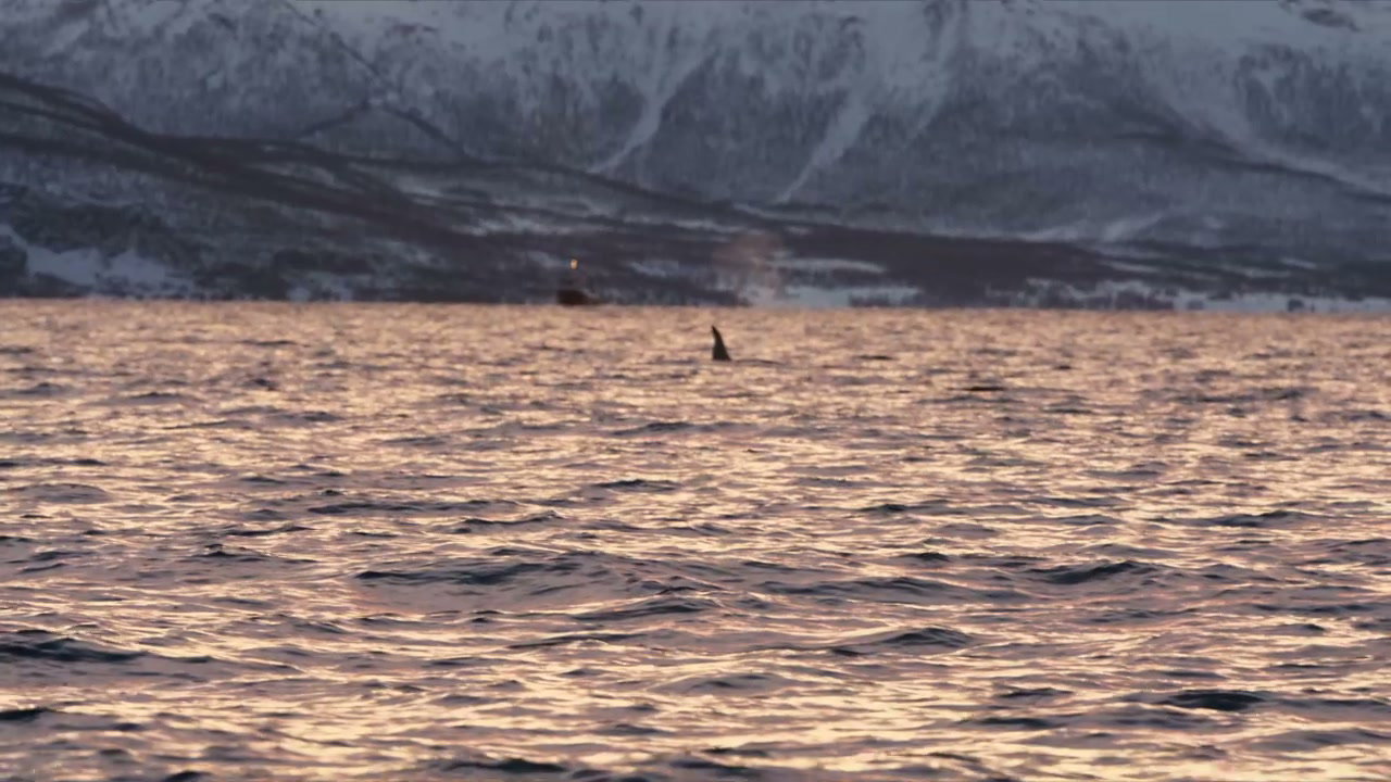Killer Whale Dorsal Fin in Arctic Fjord