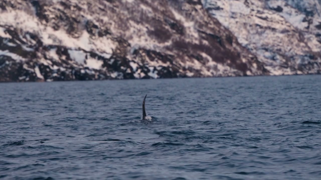 Orca Fin in Cold Arctic Waters