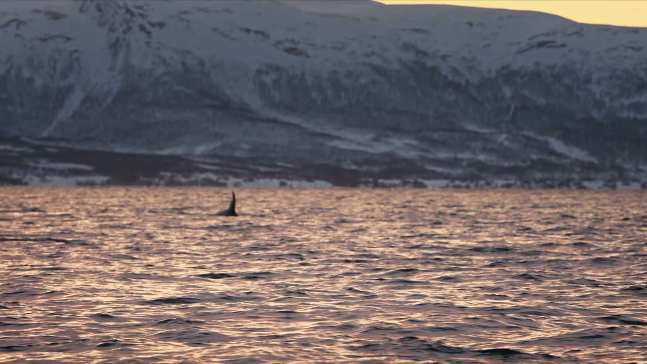 Orca Swims in Golden Fjord with Snowy Mountains
