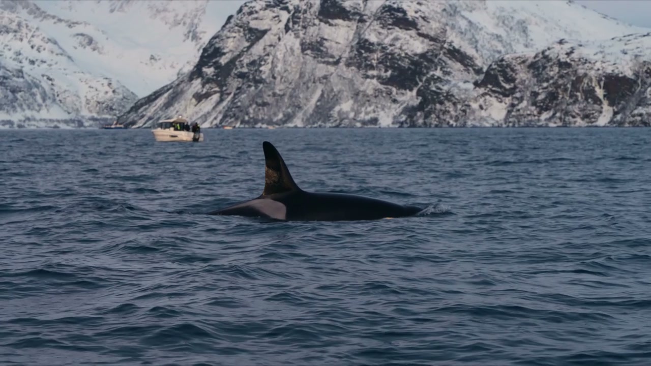 Killer Whale Surfacing in Fjord