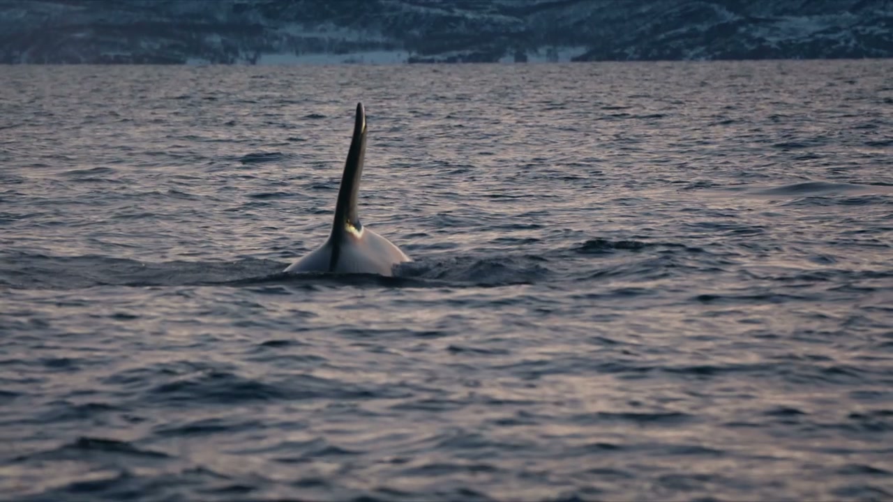 Orca Surfacing in Norwegian Fjord