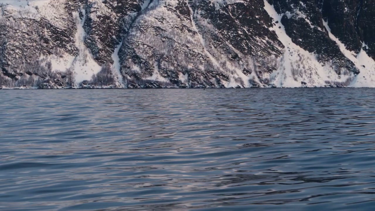 Orca Whale Swimming in Arctic Ocean by Mountains