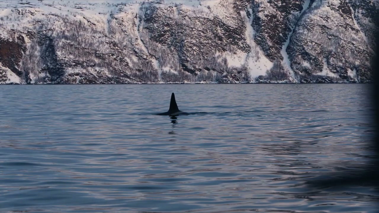 Wild Orca Swimming in Arctic Fjord