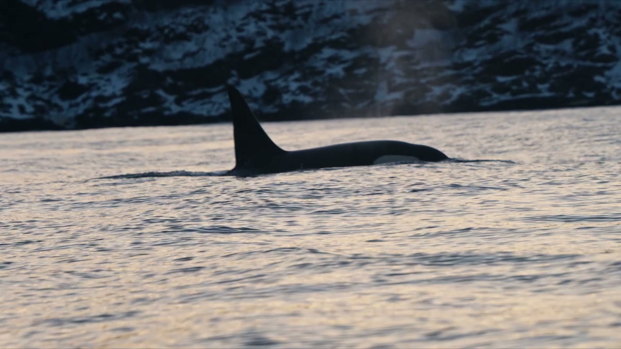 Orca Surfaces and Dives in Arctic Fjord