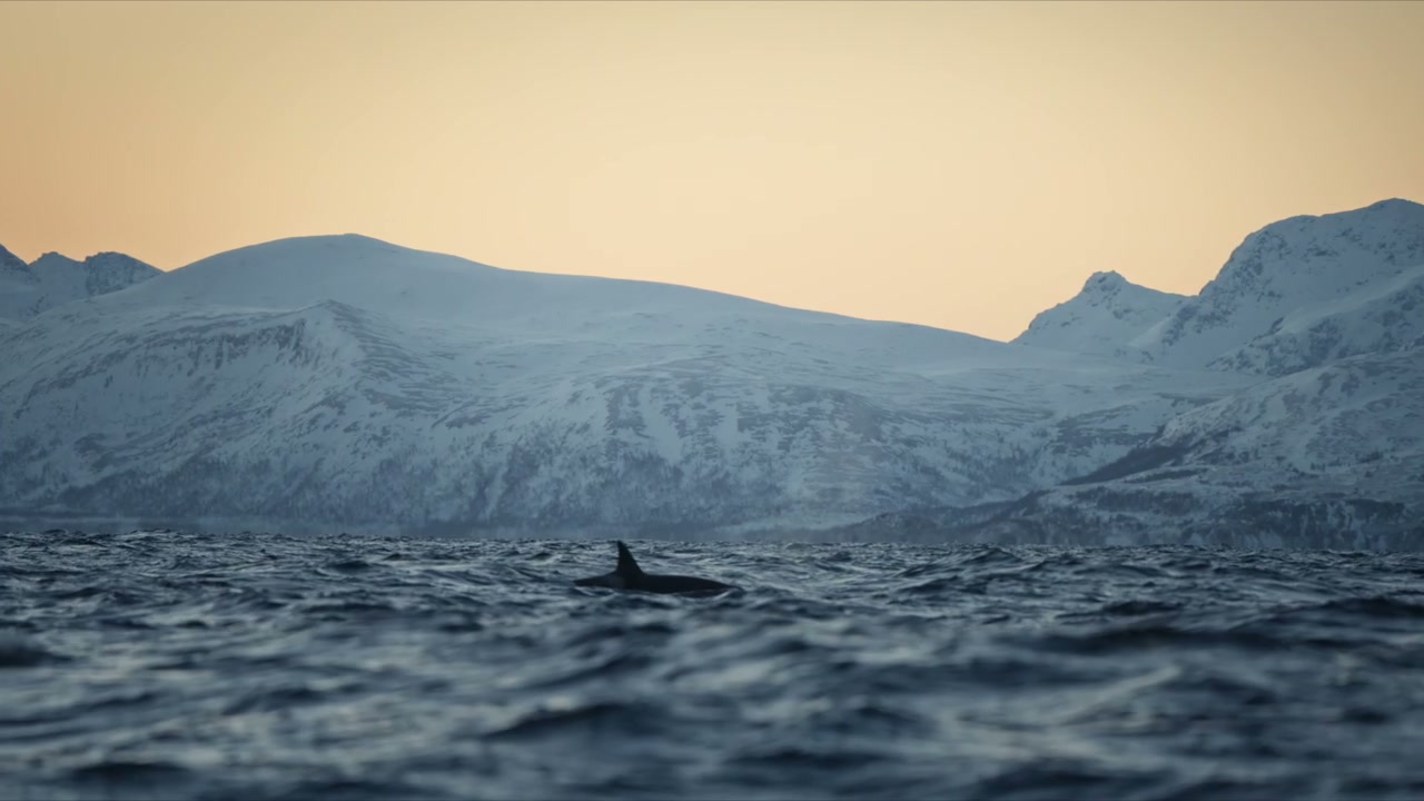 Orca Fin in Arctic Fjord