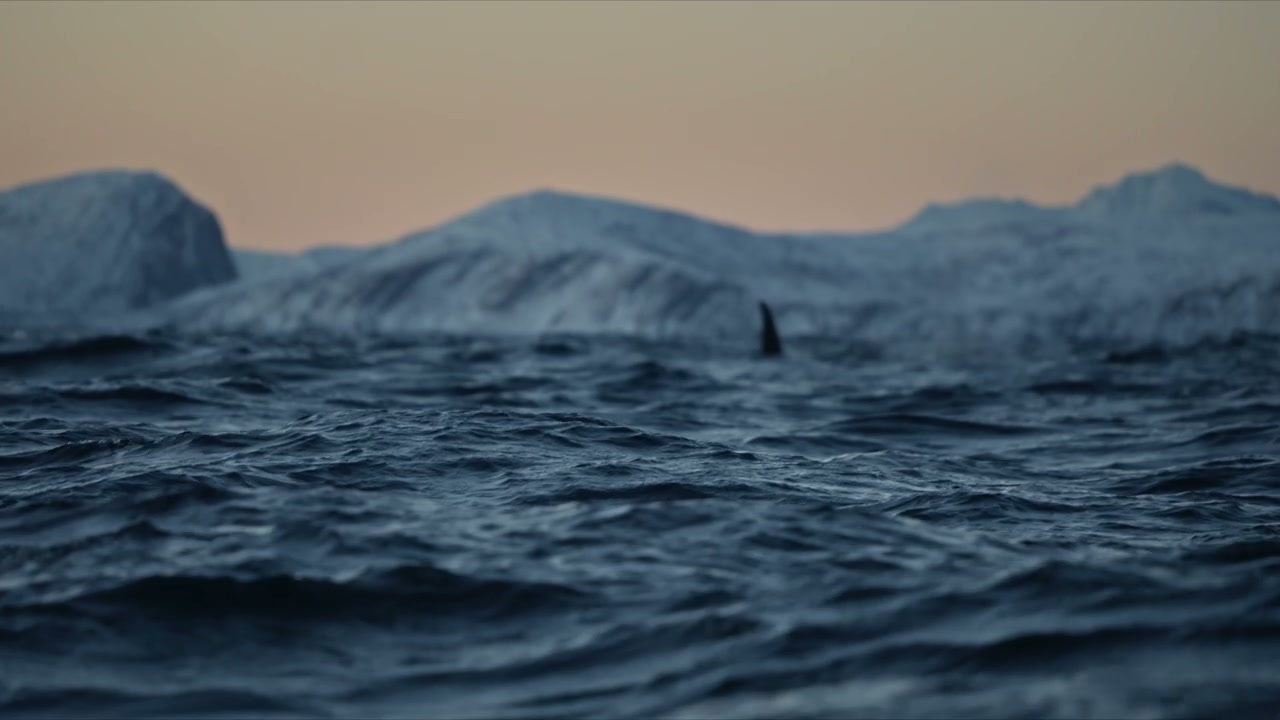 Orca Surfacing in Cold Arctic Ocean at Dusk