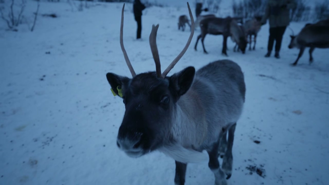 Close-Up of Reindeer in Snowy Field
