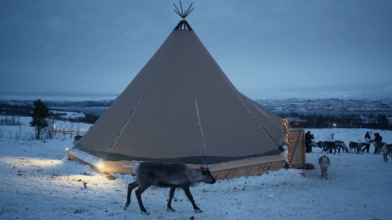 Reindeer Walking by Arctic Lavvo Tent at Dusk