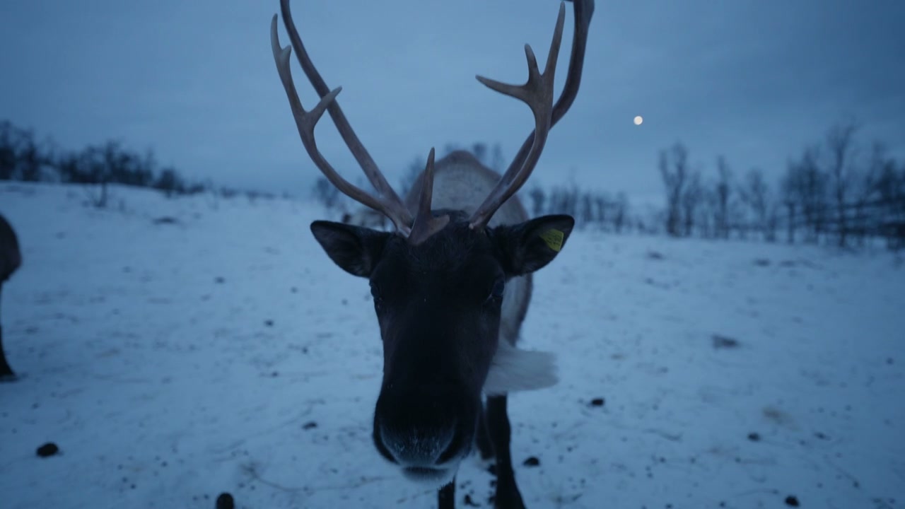 Reindeer Close-Up in Snowy Arctic Landscape