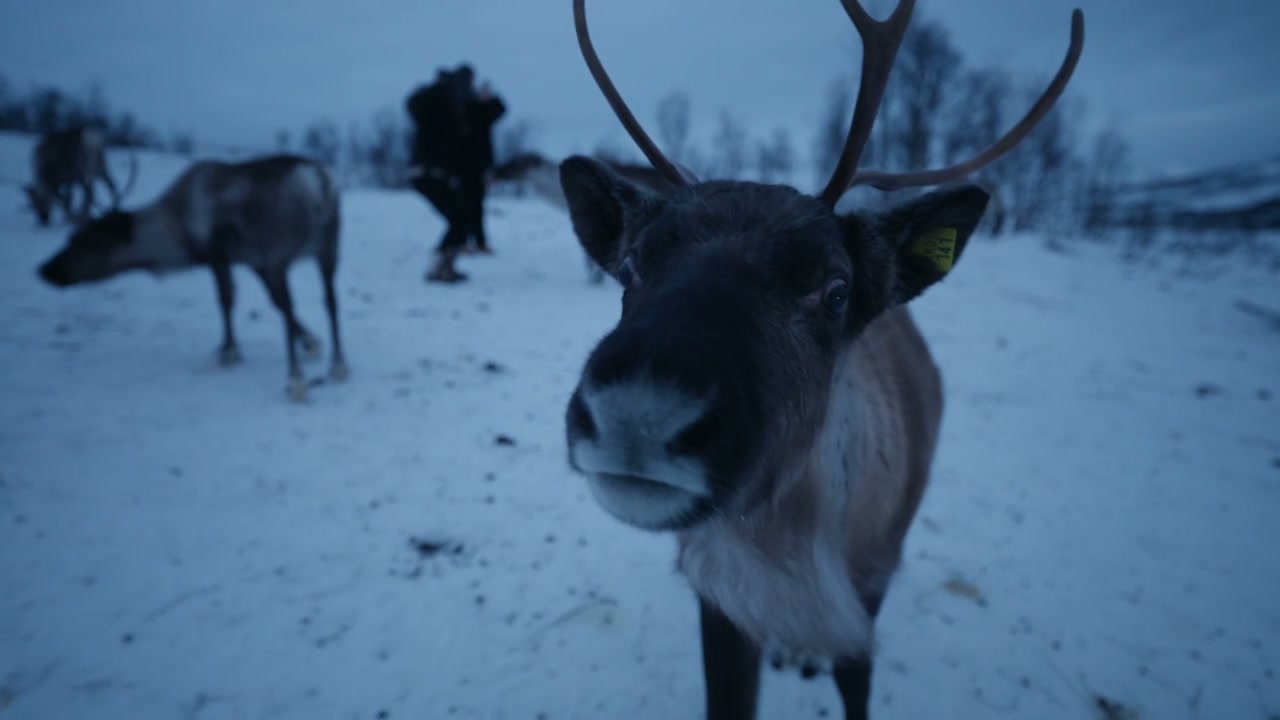 Reindeer Stares at Camera in Arctic Winter