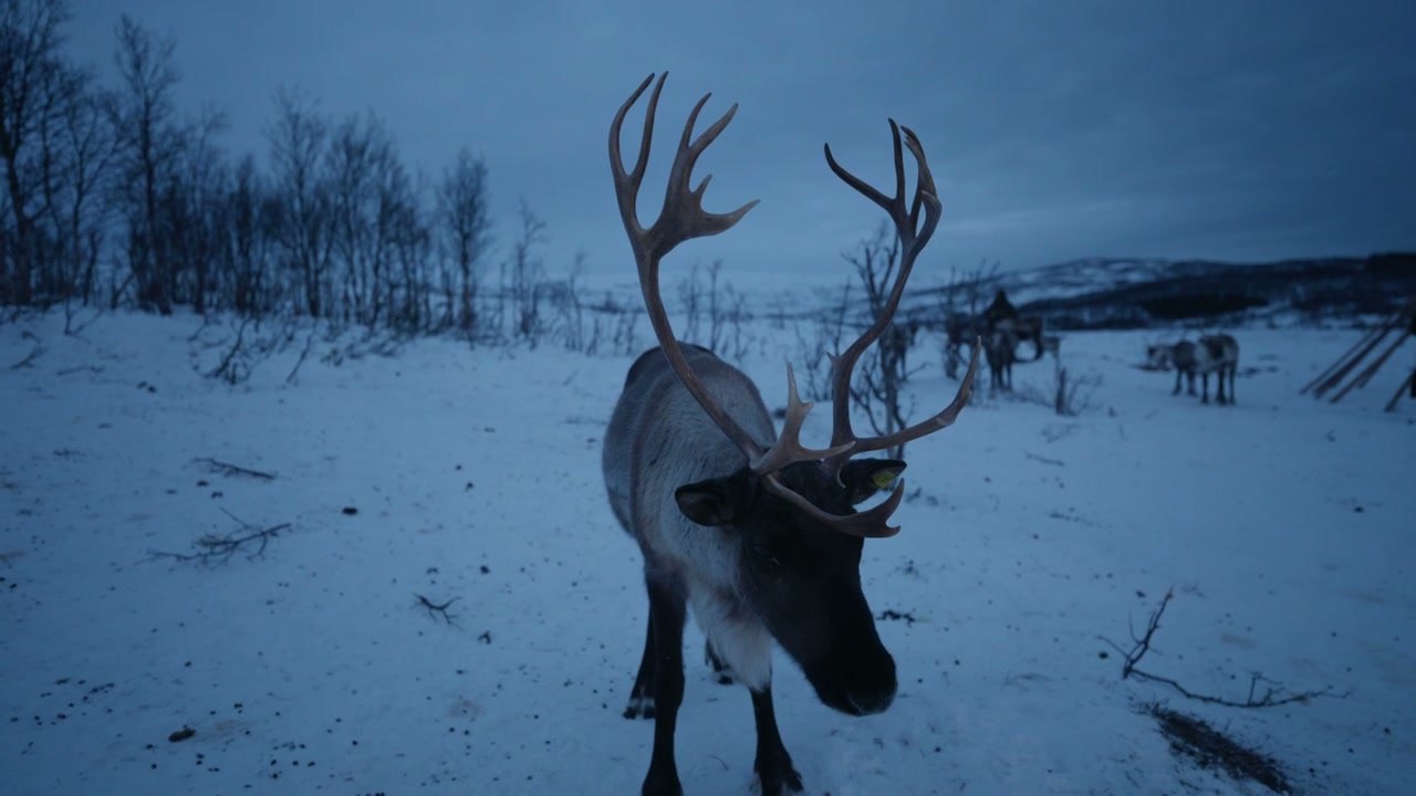 Reindeer Standing in Snowy Arctic Field