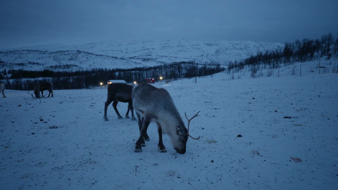 Arctic Reindeer Sparring in Snowy Field