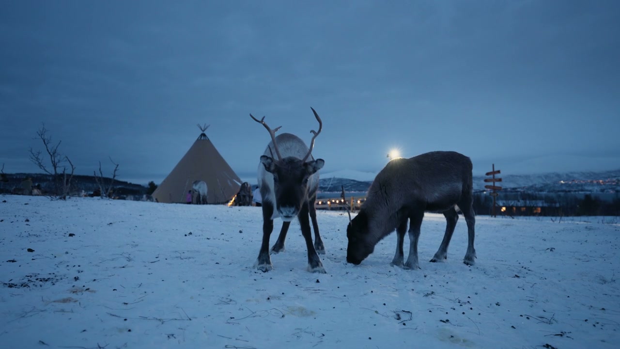 Reindeer Grazing in Snowy Arctic Landscape