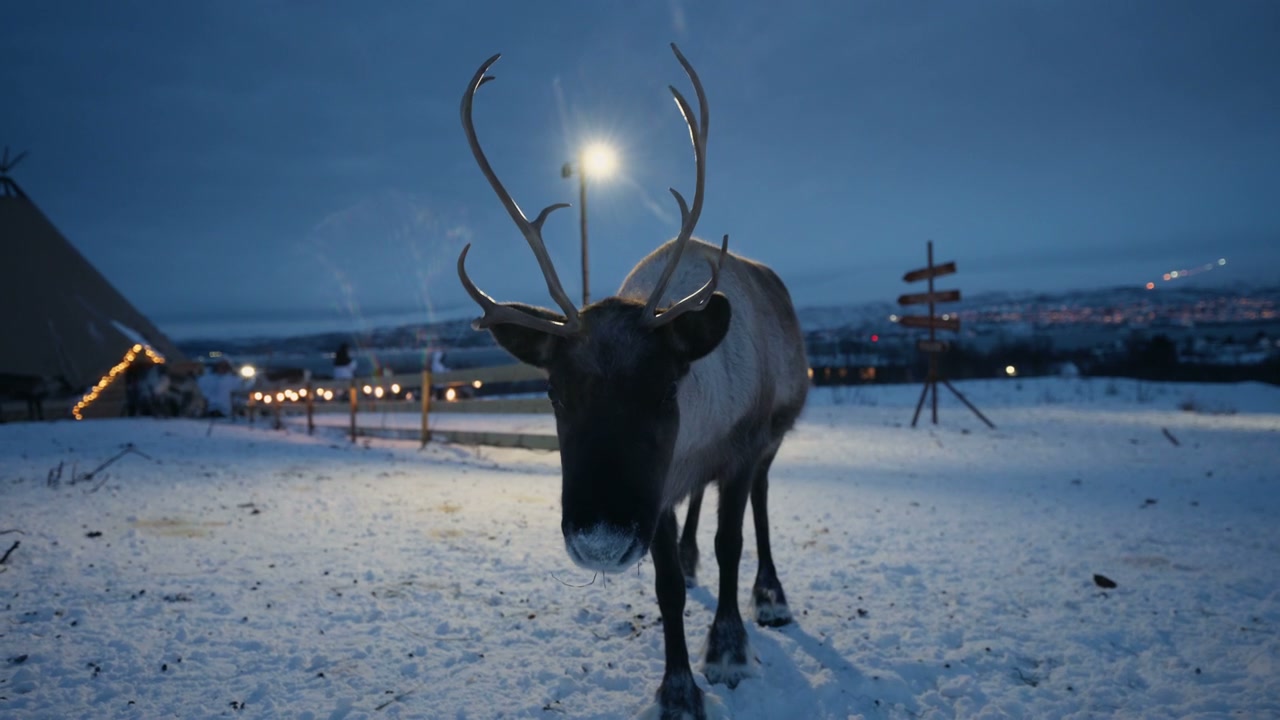 Arctic Reindeer in Snow at Night