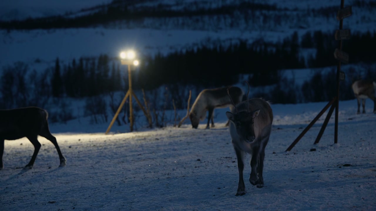 Reindeer in Snowy Arctic Landscape at Night