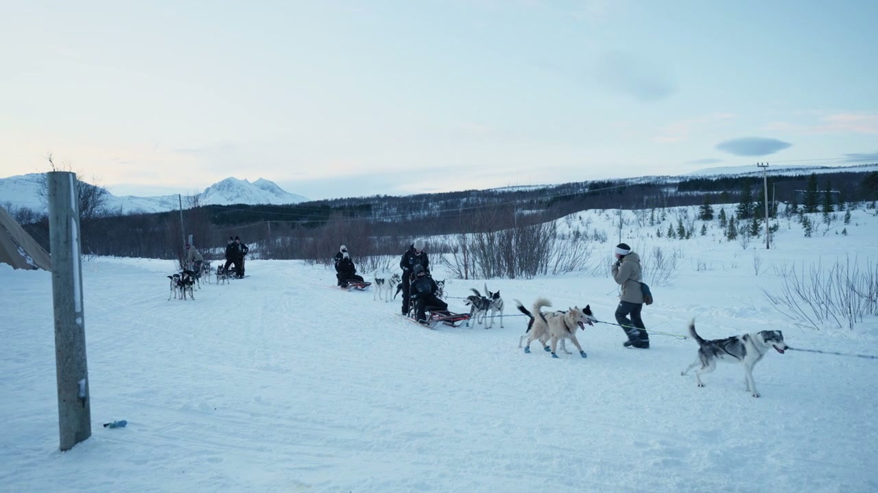 Dog Sledding Preparation in Arctic Norway