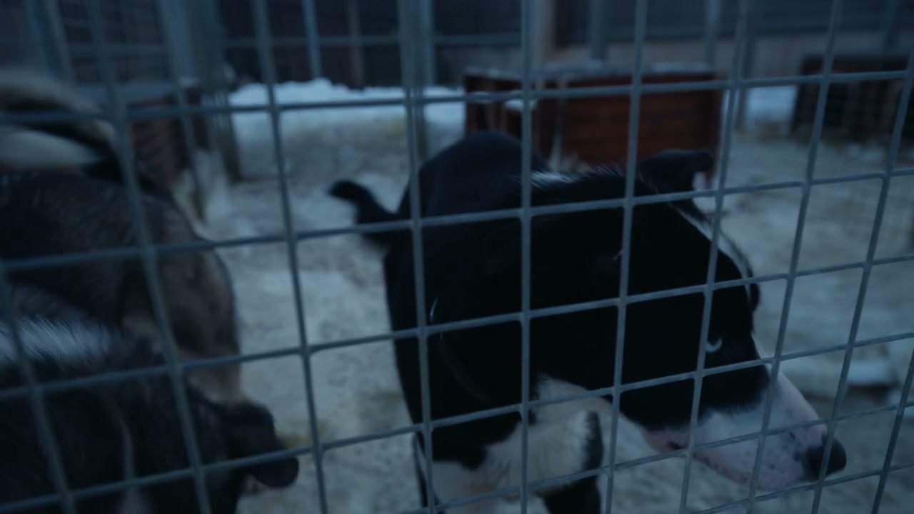 Huskies in Cage with Blue Eyes
