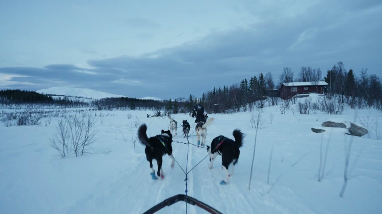 Arctic Dog Sled Team in Snowy Landscape