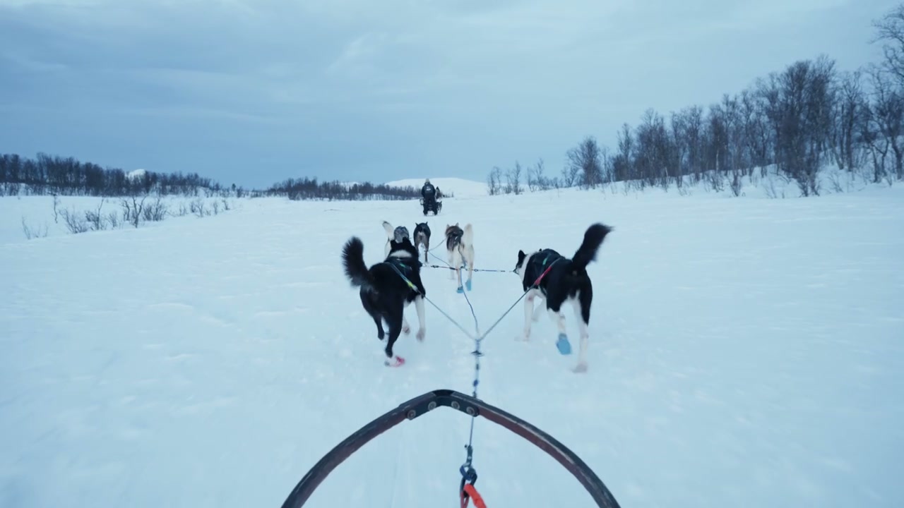 Husky Dogs Running and Pulling Sled in Arctic Snow