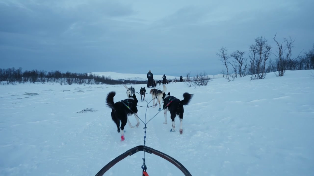 Husky Dogs Pulling Sled Through Arctic Snow