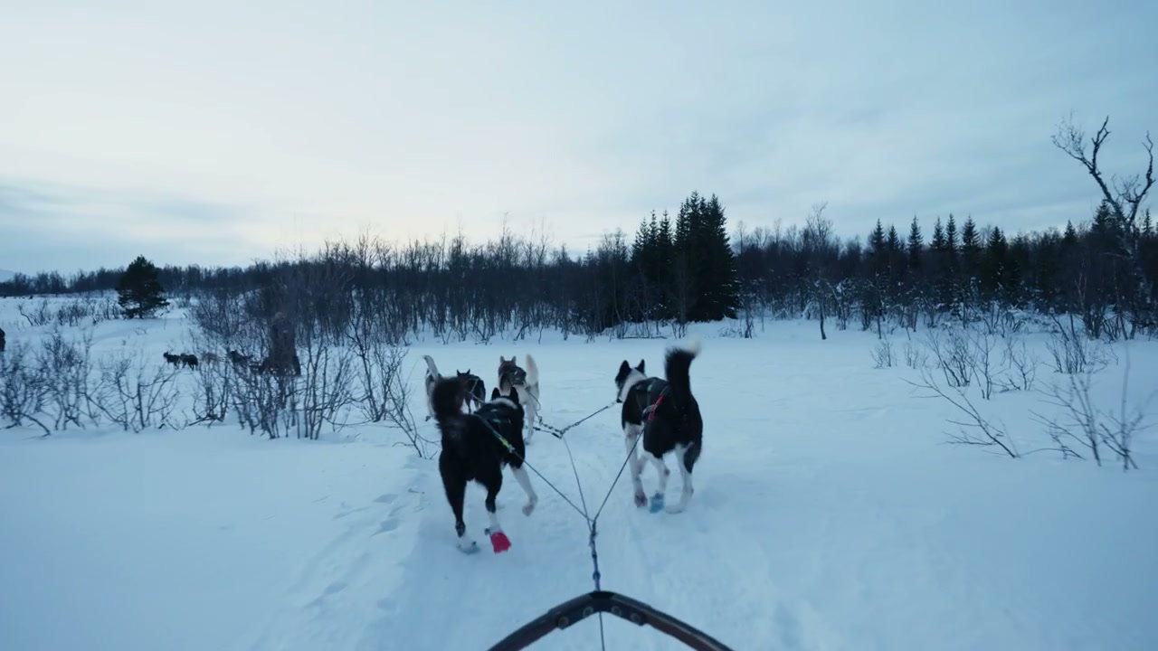 Dogsledding Through Arctic Winter Landscape
