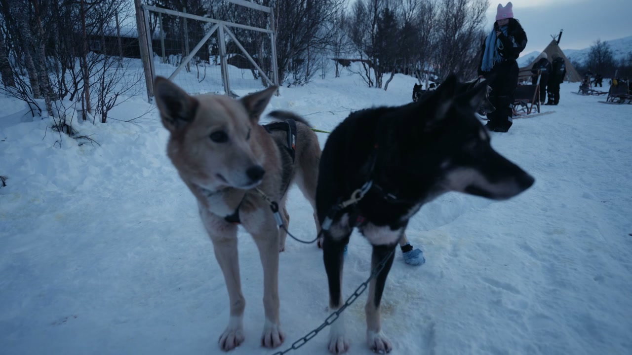 Huskies in Harnesses on Snowy Arctic Ground