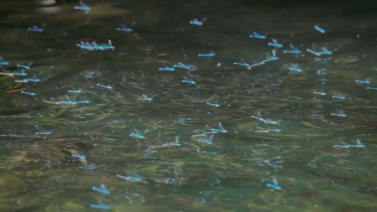 Blue Dragonflies Swarming Over Water