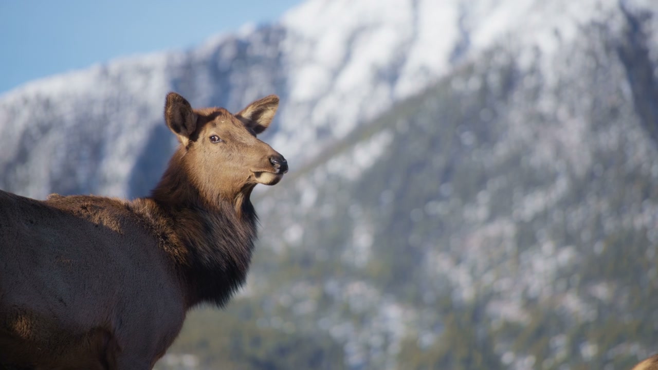 Elk Observes Camera in Snowy Mountains