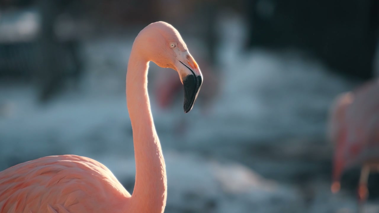 Flamingo