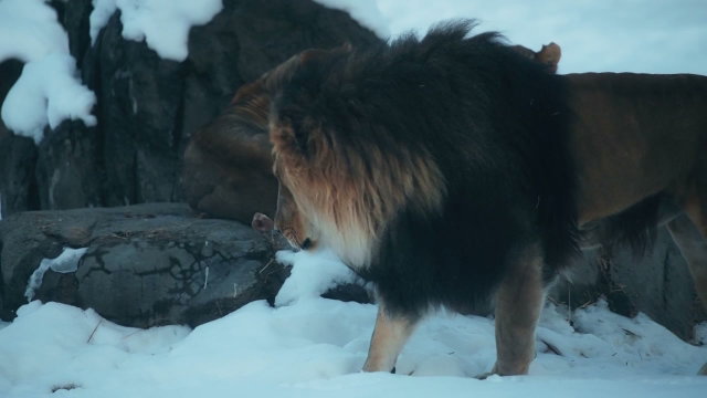 Free Lion Stock Videos • Uppbeat