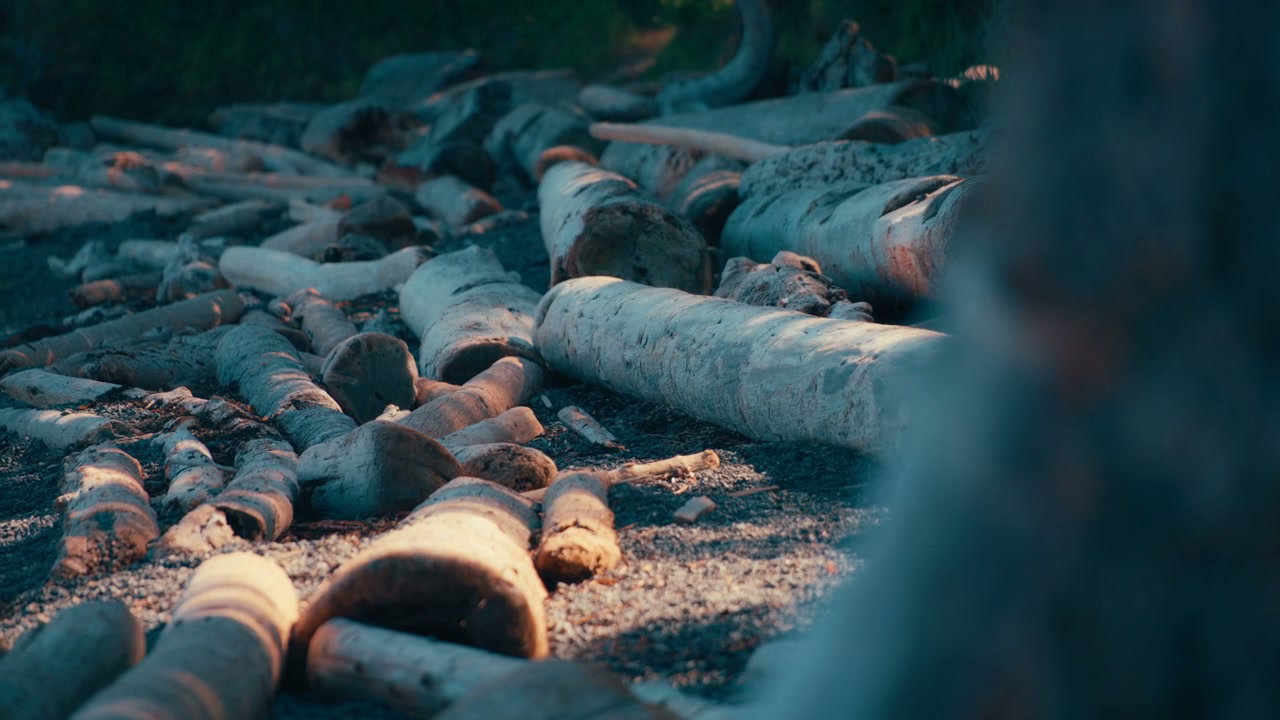 Sunlit Driftwood Logs on a Shore